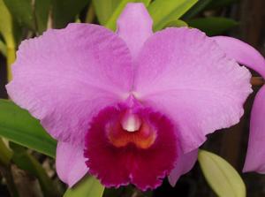 Cattleya trianae