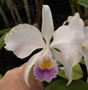 Cattleya trianae