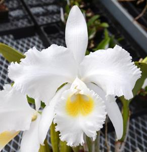 Cattleya trianae var. alba