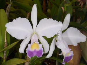 Cattleya trianae