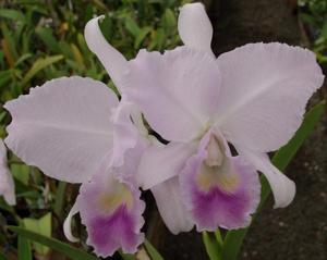 Cattleya trianae