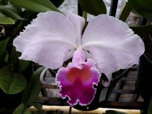 Cattleya trianae