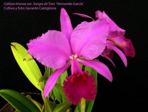 Cattleya trianae