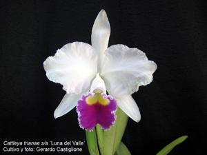 Cattleya trianae