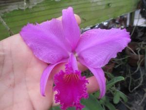 Cattleya trianae