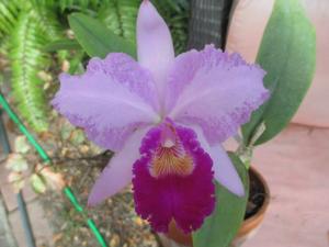 Cattleya trianae