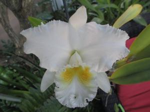 Cattleya trianae var. alba