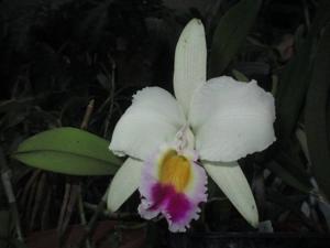 Cattleya trianae