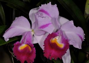 Cattleya trianae