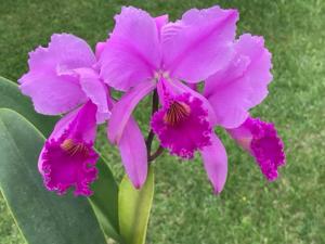 Cattleya trianae