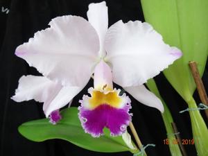 Cattleya trianae