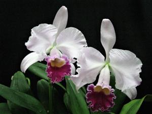 Cattleya trianae