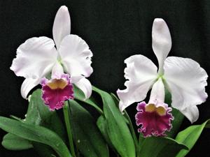 Cattleya trianae