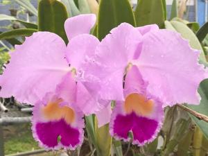 Cattleya trianae