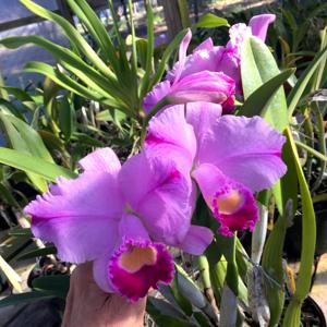 Cattleya trianae