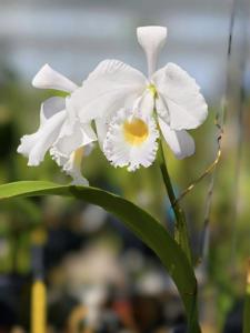 Cattleya trianae