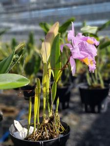 Cattleya trianae