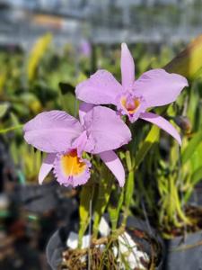 Cattleya trianae