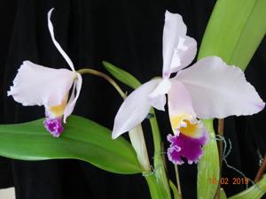 Cattleya trianae