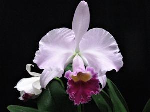 Cattleya trianae