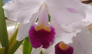 Cattleya trianae