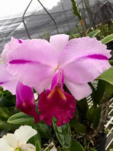 Cattleya trianae