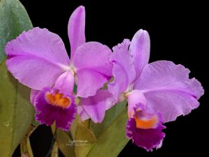 Cattleya trianae