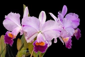 Cattleya trianae