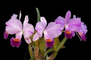 Cattleya trianae