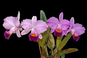 Cattleya trianae