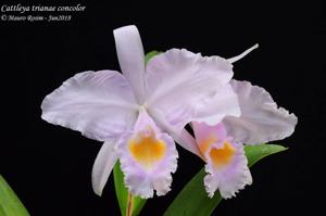 Cattleya trianae