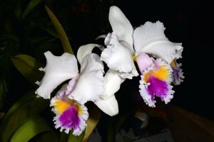 Cattleya trianae