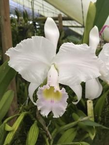 Cattleya trianae