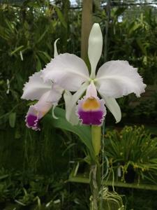 Cattleya trianae