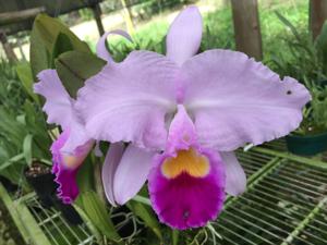 Cattleya trianae