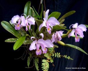 Cattleya trianae