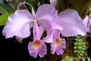 Cattleya trianae