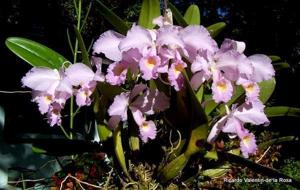 Cattleya trianae