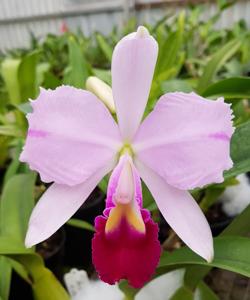 Cattleya trianae