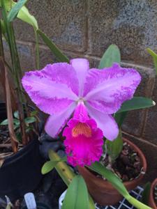 Cattleya trianae