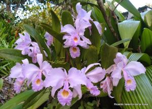 Cattleya trianae