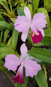 Cattleya trianae