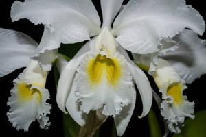 Cattleya trianae var. alba