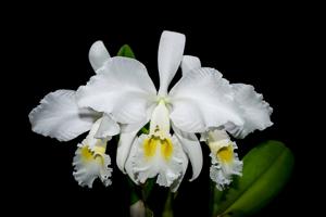 Cattleya trianae var. alba