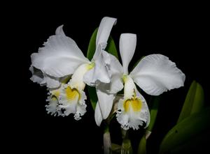 Cattleya trianae var. alba