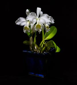 Cattleya trianae var. alba