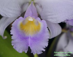 Cattleya trianae