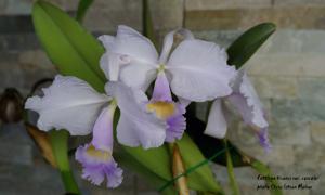 Cattleya trianae