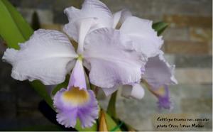 Cattleya trianae