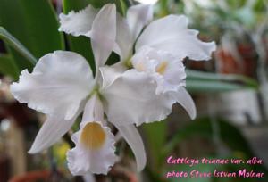 Cattleya trianae var. alba